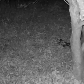 すぎぴたんの事件簿シーズン3　403話（まだ、小さいタヌキ）の画像