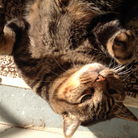 メロ、ベランダでゴロンゴロン♪の画像