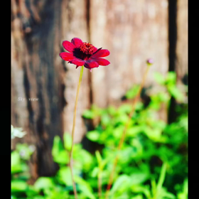 ほろ酔い気分で、、♡   ＆　　93本／100本の画像