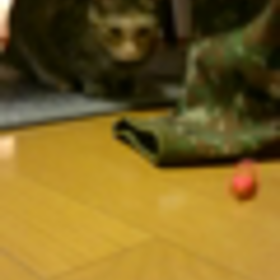 さっそくの画像