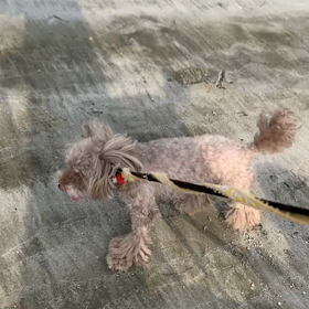 10月3日10わんこと1時間遠足  お台場の画像