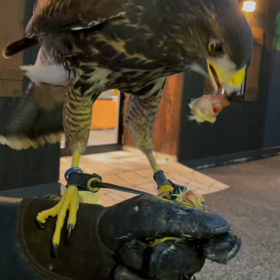 動物プロダクションの日常。の画像
