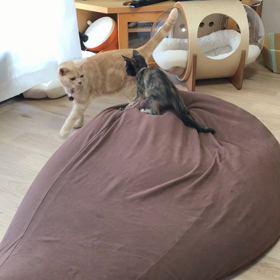 なっちゃんの経過。の画像