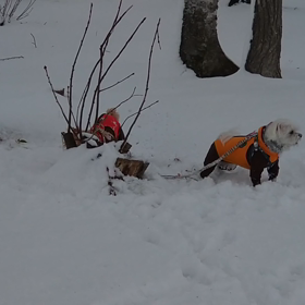 動くふたりの画像