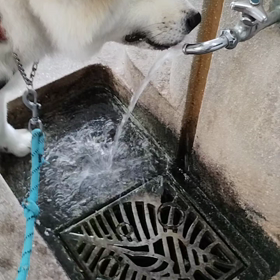ますます未来丸朝散歩の距離が縮まる。明らかに夕散歩時より、涼しいけれど夕散歩並みしか歩かない。未の画像