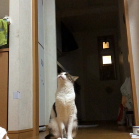 仕事とジムと可愛い保護猫デール動画。の画像
