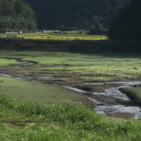 コウノトリさんと再会♪の画像