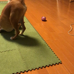 ボールに怒ってるの画像