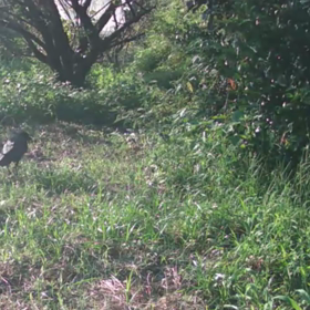 すぎぴたんの事件簿シーズン3　386話（ひょっこりはん、野鳥は誰？）の画像