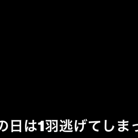 ニワトリの庭を作り替えする！3の画像