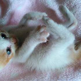 かわいい子猫の画像