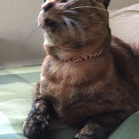 ステキな（てん）猫の動画の画像