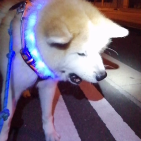 今朝は更に絶好調の未来丸‼️飼い主は1年前の猛烈な散歩拒否の記憶がよぎる。その原因をイメージの画像