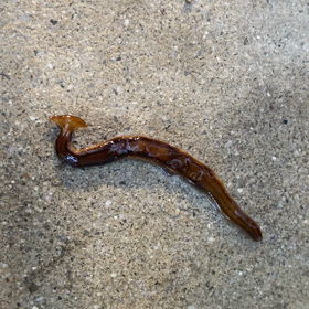 【観覧注意】ミミズ？　ヒル？　なんなの？生体発見の画像