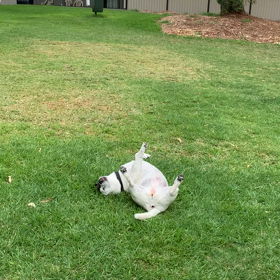 だいたい5回ですの画像