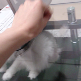 マリーちゃんの戯れの画像