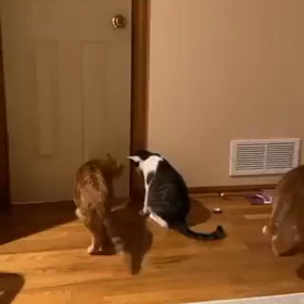 固まる猫の画像