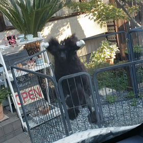 将来の夢はトランポリン選手??の画像