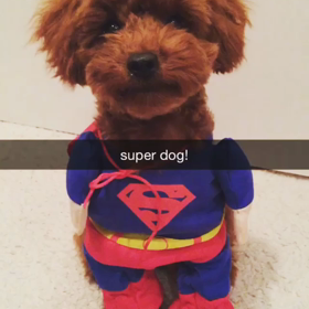 スーパーマンpal♡の画像