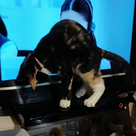 しっぽを捕まえたいけど捕まらないの画像