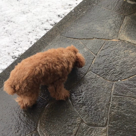 福岡の雪の景色の画像