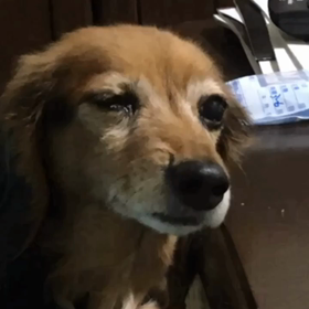 犬の写真の画像