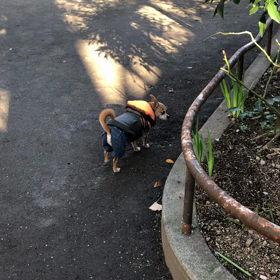 クローリーvs鳩♡の画像