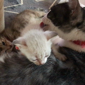 頼りになる、もう一匹のママの画像