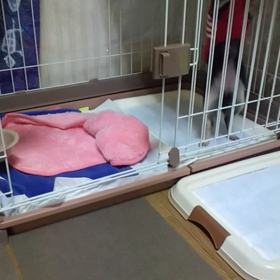 排泄の前にこんな行動しちゃってますの画像