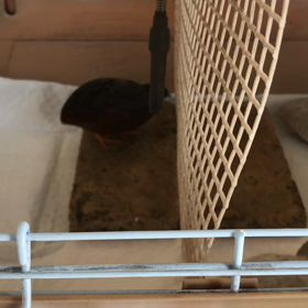 150日目 くろちゃんの威嚇 鳴き声の画像