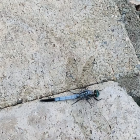 介護記録１３９（改めて覚悟）の画像