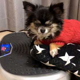 愛犬チョコの画像