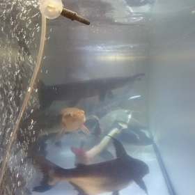 久しぶりにアクアリウムの画像