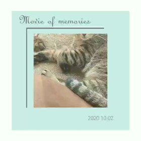 犬、猫共に入院中の画像