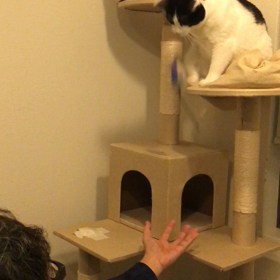 アタックナンバーにゃん！の画像