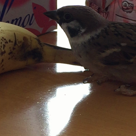 プロの仕事〜採掘師〜の画像