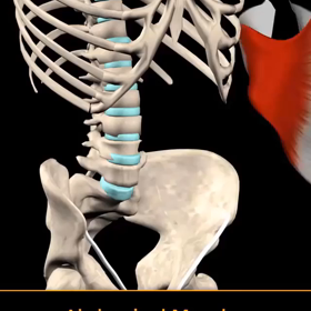 何故、腹横筋を意識させるのか！の画像