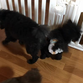 今日のワンコたちの画像