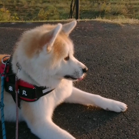 のんびり？ゆったり？の朝散歩。それでも、飼い主に無理やり引っ張っられ、時々散歩。川原を全力で走るの画像