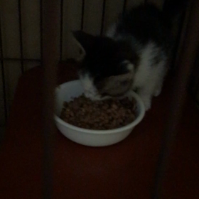 スモモちゃんもモリモリ！の画像