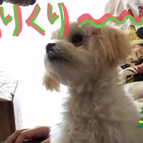 めりくり〜。の画像