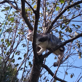 モタモタするごま吉 >^_^<の画像
