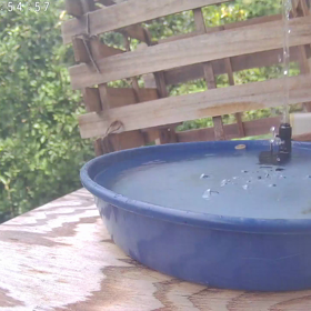 すぎぴたんの事件簿シーズン3　378話（控えめな水浴びヤマガラ）の画像