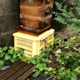 きゃー❣️蜜蜂が^ ^の画像