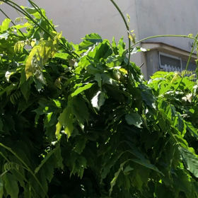 「東京コロナ日和」の中...その007の画像