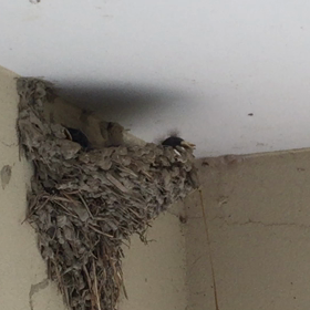 エサを待つ、ツバメのヒナたちの画像