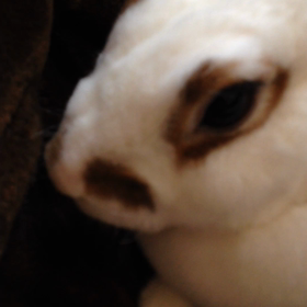 なに？このなきごえ？の画像