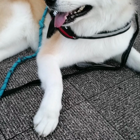 ヤッホー＼(^o^)／天気予報に反して雨無し‼️楽しくダラダラ散歩未来丸と決行❓しました。進んでの画像