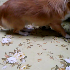 続き…②の画像