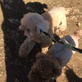 ♪お散歩動画♪代々木公園♪の画像